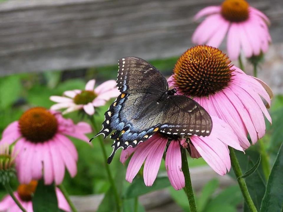 Black swallowtails like parsley and dill and can be spotted by early April in
Wisconsin.