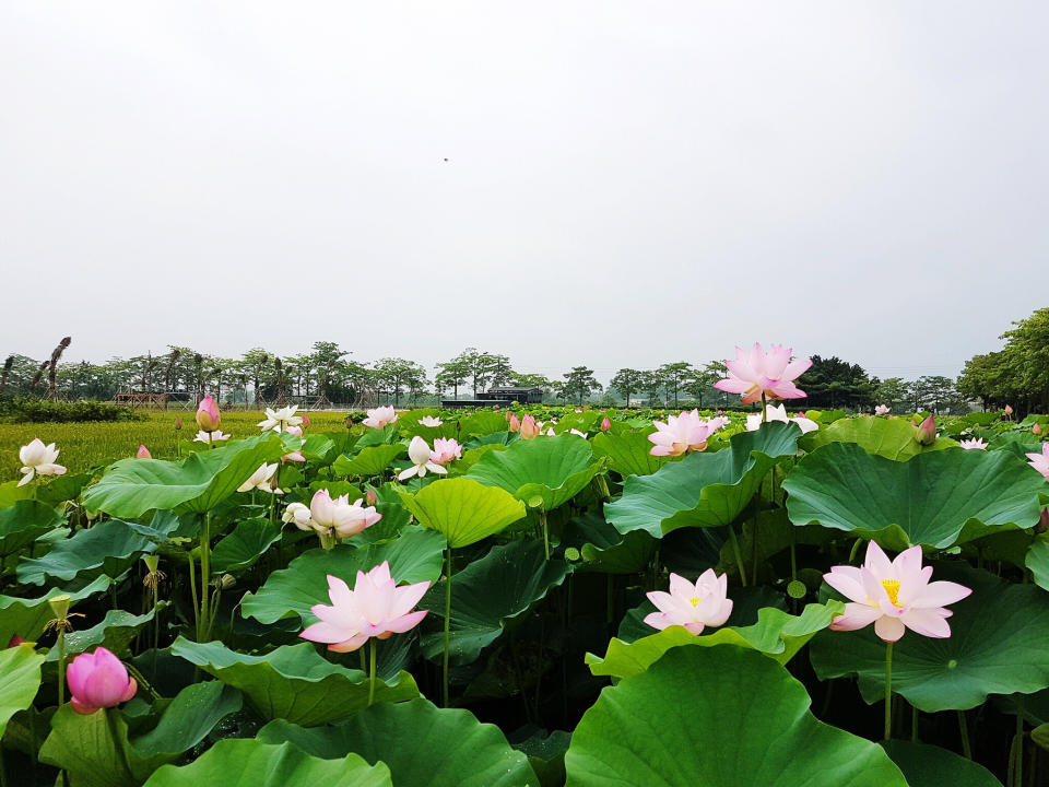 (圖片來源：白河蓮花季活動官網)