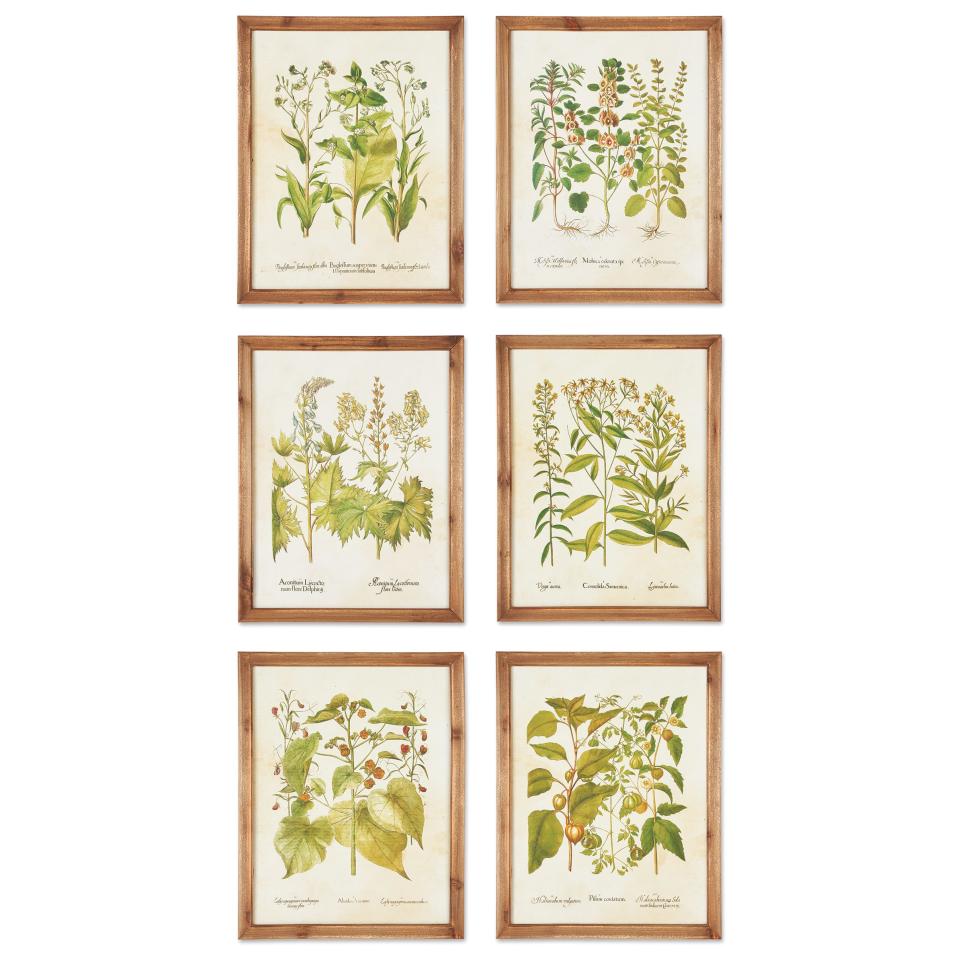 Wildflower botanical print by Napa Home & Garden; $320 for set of six. themine.com