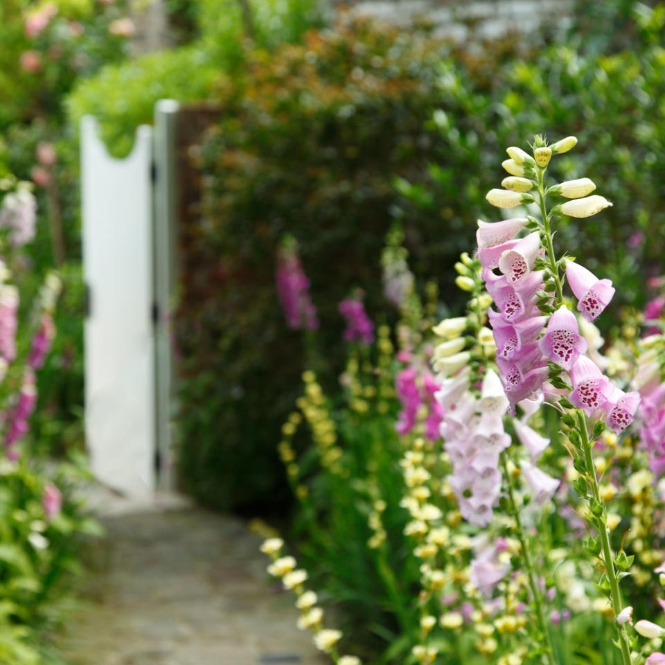 Grow foxgloves