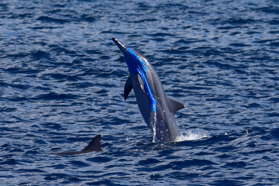 A spinner dolphin jumps through plastic waste.  / Credit: jackson Kowlaski / Pacific Whale Foundation