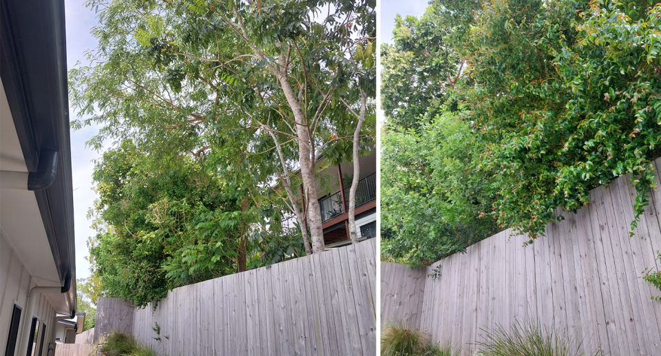 The trees that have proved a constant source of grief.