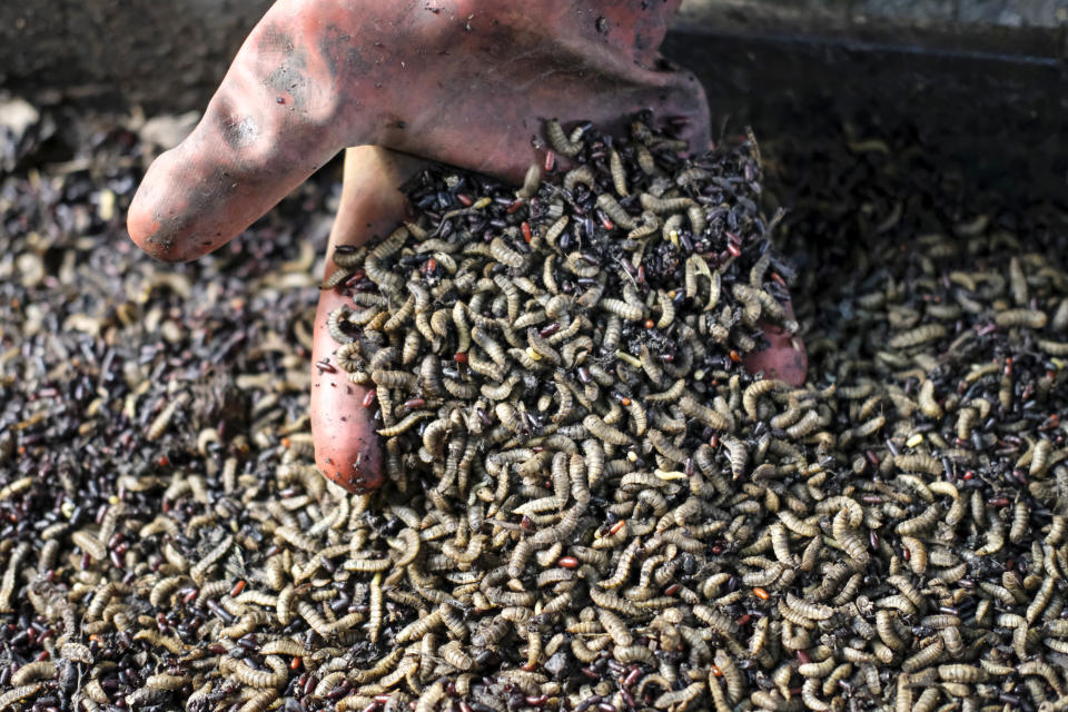 Larvae of the black soldier fly, used to produce organic fertilizer from food waste, are seen at Marula Proteen Ltd in Kampala, Uganda Friday, Sept. 2, 2022. Uganda is a regional food basket but the war in Ukraine has caused fertilizer prices to double or triple, causing some who have warned about dependence on synthetic fertilizer to see larvae farming as an exemplary effort toward sustainable organic farming. (AP Photo/Hajarah Nalwadda)