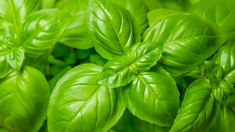 Basil plants