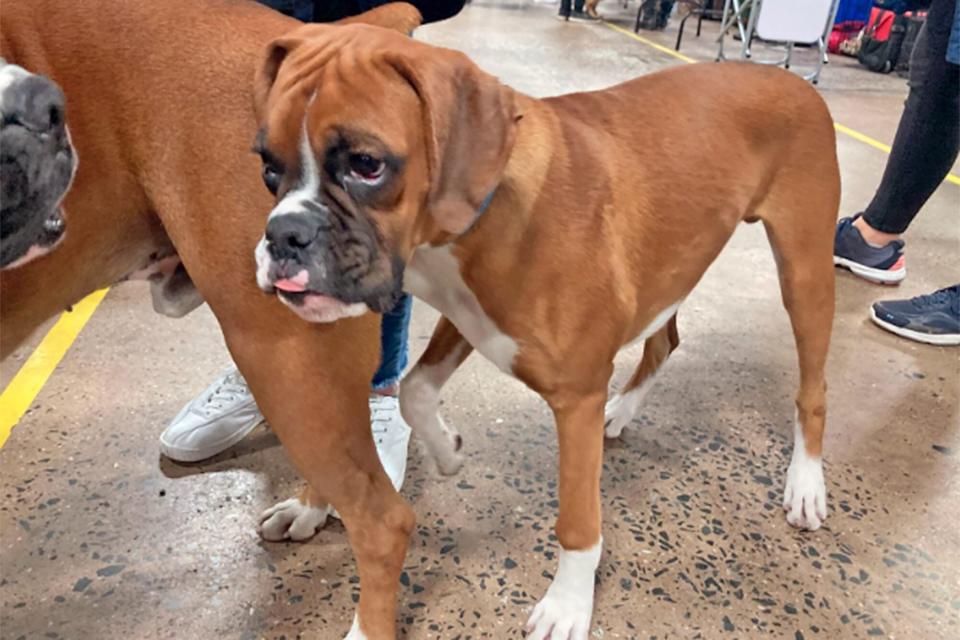 This dog's name is impressions eat my dust pink floyd; national dog show names 2022