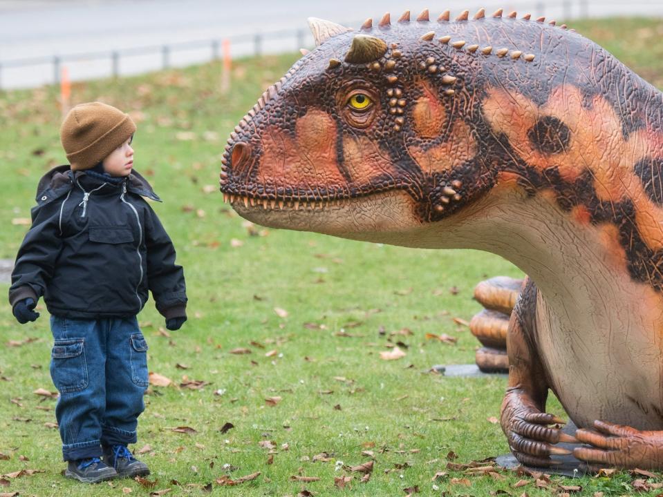 A child in winter clothing stands perplexed looking at a model of a carnotaurus.