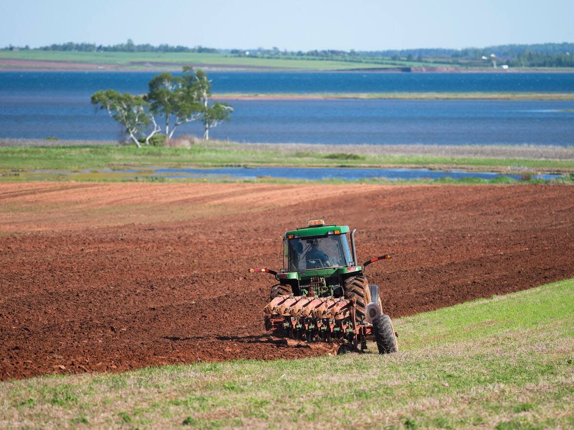 To qualify for the new program, growers need to demonstrate they have lost seed potato sales as a result of potato wart, and reduce their 2022 seed potato acres by at least 10 per cent compared to 2021. (Brian McInnis - image credit)