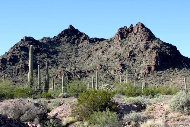 A stand of Saguaro cactus outside Ajo (Deborah Fallows / The Atlantic)