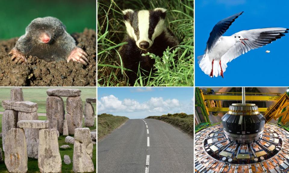 Moles, badgers and seagulls (top row) have been causing problems for (above l-r) Stonehenge, roads and the Large Hadron Collider.