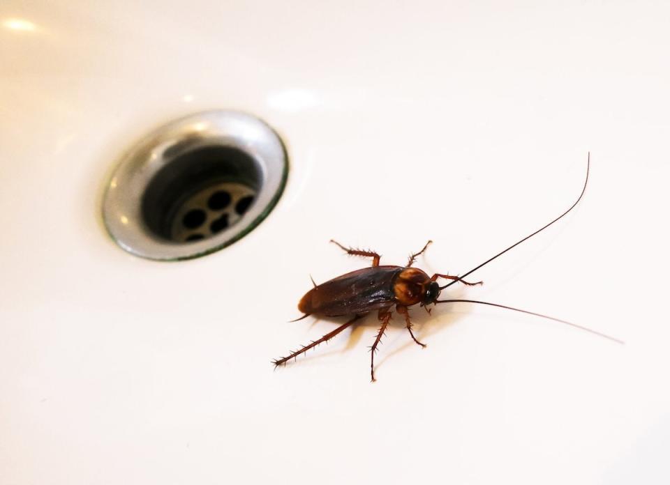 Cockroach in a sink