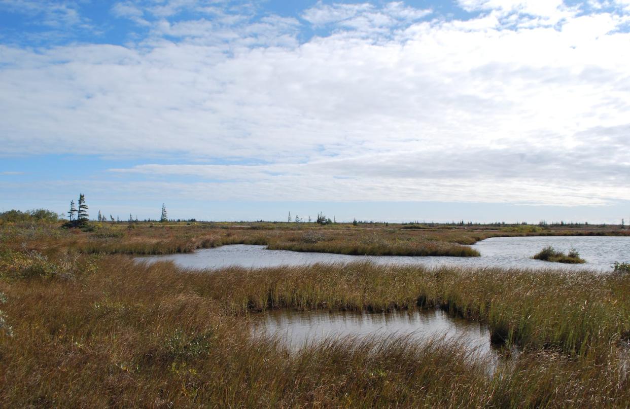 The Hudson Bay Lowlands is among the fastest warming regions on the planet, with temperature increases projected to be up to three times higher than the global average. (Vito Lam), Author provided