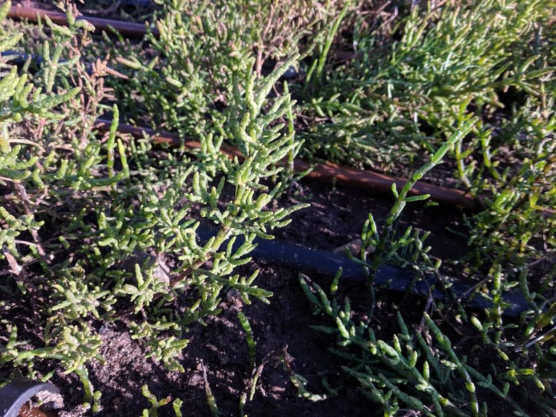 Salt resistant samphire grows in a field irrigated by sea water, an experimental farming technique designed to reduce freshwater consumption, near Turnberry in Ayreshire