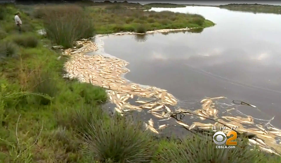 This photo from video provided by KCBS2/KCAL9 shows dead fish at Malibu Lagoon State Park, as state workers prepare to remove the stinking mess in Malibu, Calif., Monday, Aug. 27, 2018. The unexplained die-off has left hundreds of fish floating in a recently restored lagoon on the tony Malibu coast. Scientists believe the massive die-off, which began last Wednesday, is very likely caused by unusually warm water temperatures. Officials are doing tests on the water and the fish. (KCBS2/KCAL9 via AP)