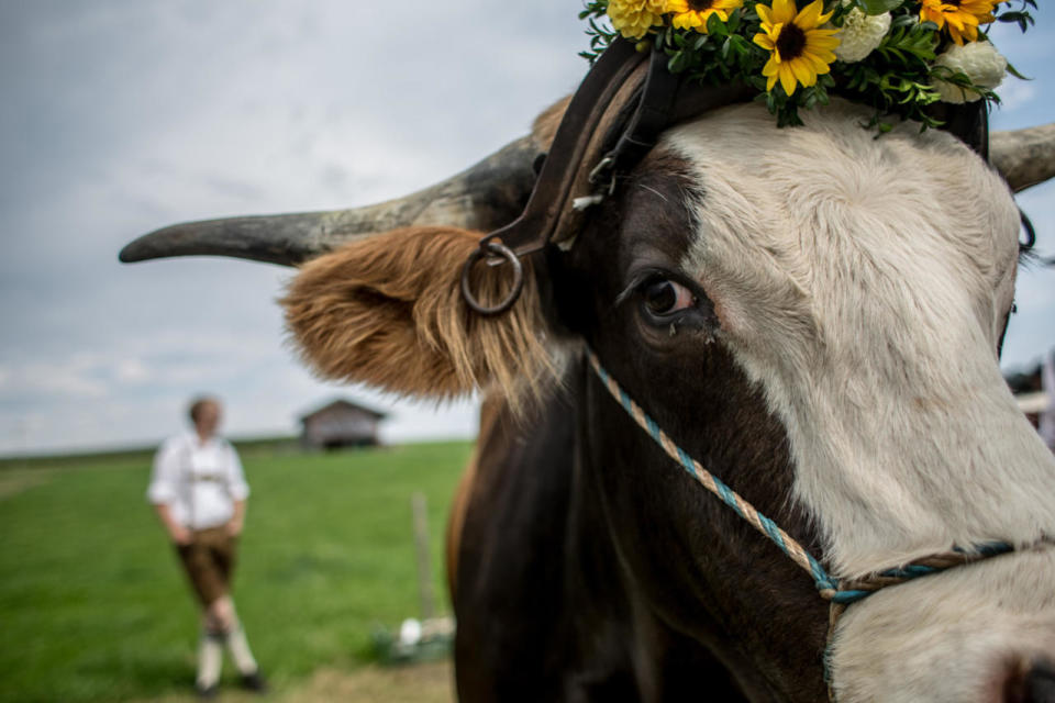 Muensing Oxen Race In Bavaria