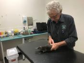 Veterinarian staff care for a rescued platypus in New South Wales, Australia