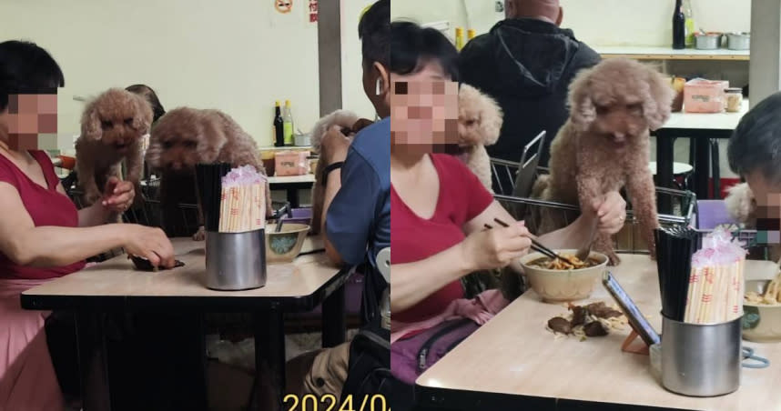 一名網友在網路上發文，表示他看見有飼主讓寵物犬站在桌上吃飯，認為有衛生疑慮，向北市衛生局檢舉。（圖／Facebook／爆料公社（官方粉專專屬））