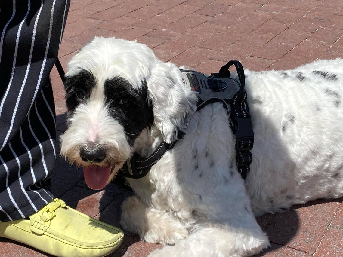 Pirate, a Portuguese Water Dog, is Kermit Carpenter’s sidekick. You can see both outside Carpenter’s Key lime pie shop in downtown Key West.