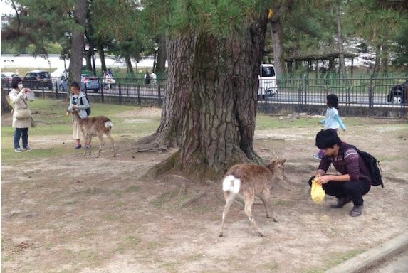 許多遊客一到奈良，不免俗的就會到奈良公園餵食可愛的鹿。