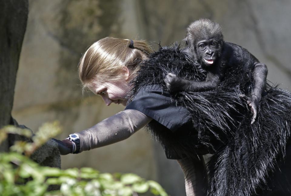 FILE - In thisTuesday, April 30, 2013 file photo, Ashley Chance carryies a three-month-old western lowland gorilla named Gladys in the outdoor gorilla exhibit at the Cincinnati Zoo in Cincinnati. The baby gorilla was born Jan. 29 at a Texas zoo to a first-time mother who wouldn't care for her. Cincinnati zoo workers and volunteers acted as surrogate mothers to prepare the baby to be introduced to an adult female gorilla at the zoo who did accept her. The zoo says one-year-old Gladys is thriving. (AP Photo/Al Behrman, File)