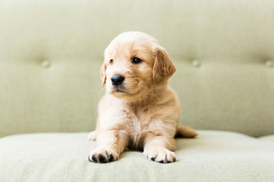 Tiny puppy