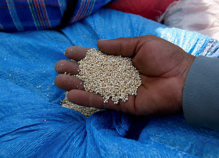 FILE PHOTO - A man holds quinoa grains at a marketplace for small and medium-sized quinoa growers in Challapata, Oruro Department, south of La Paz, Bolivia on April 19, 2014. REUTERS/David Mercado/File Photo