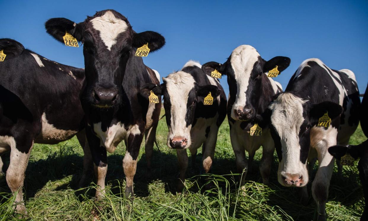 <span>Dairy cows account for about 10% of beef production in the US, typically as ground beef.</span><span>Photograph: Ariana Drehsler/AFP/Getty Images</span>