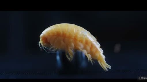 塑膠鉤蝦，其體內高達83.74%和保特瓶原料一樣。（圖／翻攝自YouTube）