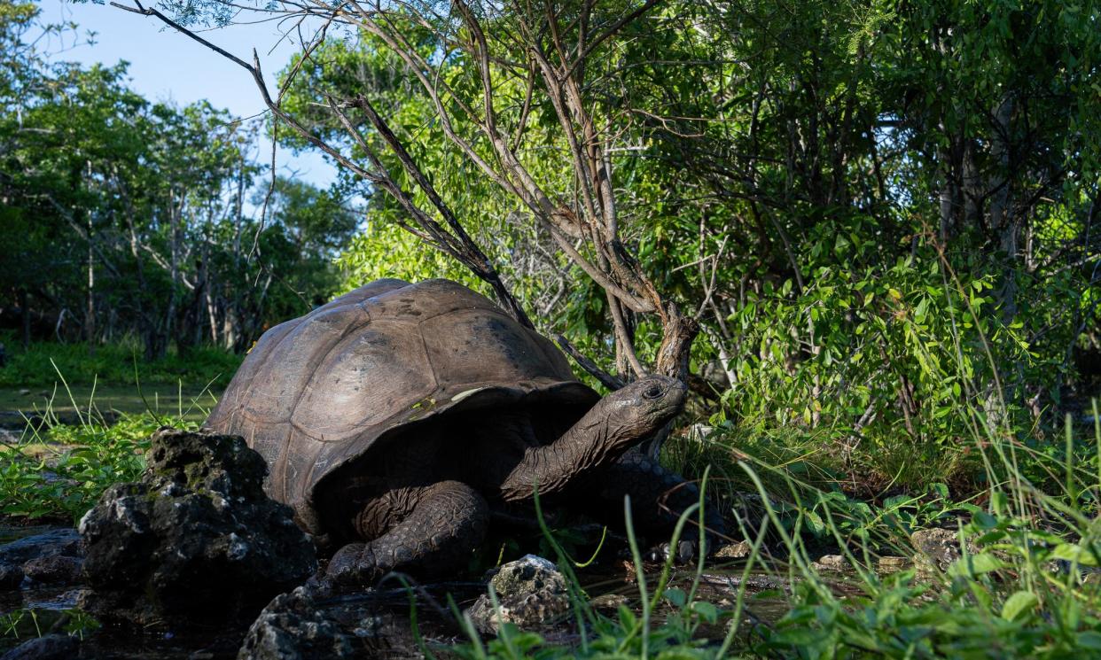 <span>A giant tortoise in the Seychelles.</span><span>Photograph: Handout</span>