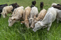 Cattle graze on tall grass after being moved into a new section by rancher Hobbs Magaret in Lufkin, Texas, Tuesday, April 18, 2023. Magaret moves his 42 cows three or four times a day, sometimes shifting an electrified fence only 20 feet or so to give the animals access to new grass. (AP Photo/David Goldman)