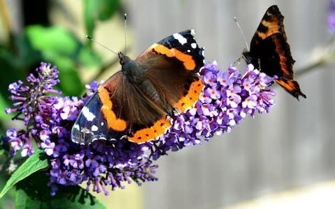 An early red admiral was seen in Cambridgeshire  - Credit: Owen Humphreys PA