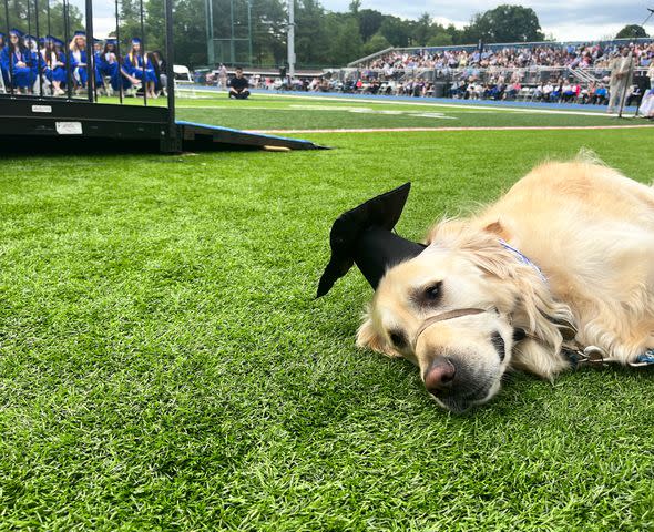 <p>Courtesy of Scotch Plains-Fanwood Public Schools</p> Spiffy the therapy dog relaxing at the 2023 graduation ceremony for Scotch Plains-Fanwood High School