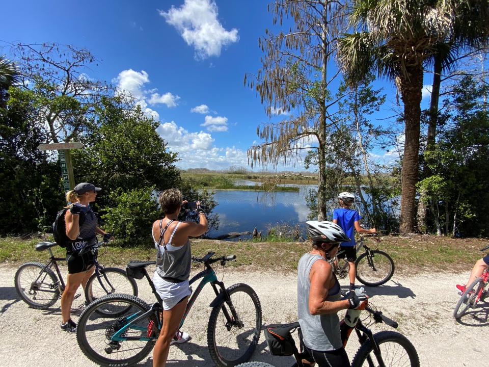 Bicyclists on the Owahee Trail pause to watch an alligator lounging on a canal bank.