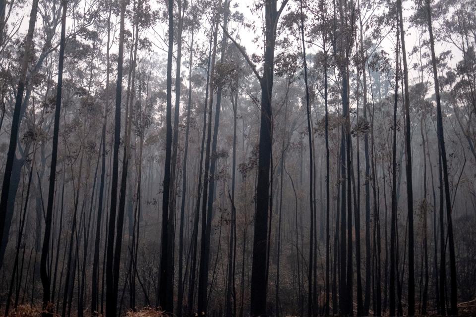 australia bushfires