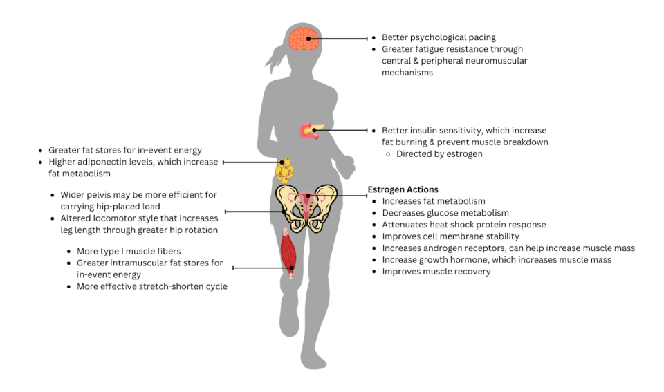 A variety of physiological differences add up to an advantage for women in endurance activities. Cara Ocobock, <a href="http://creativecommons.org/licenses/by-nd/4.0/" rel="nofollow noopener" target="_blank" data-ylk="slk:CC BY-ND;elm:context_link;itc:0;sec:content-canvas" class="link ">CC BY-ND</a>