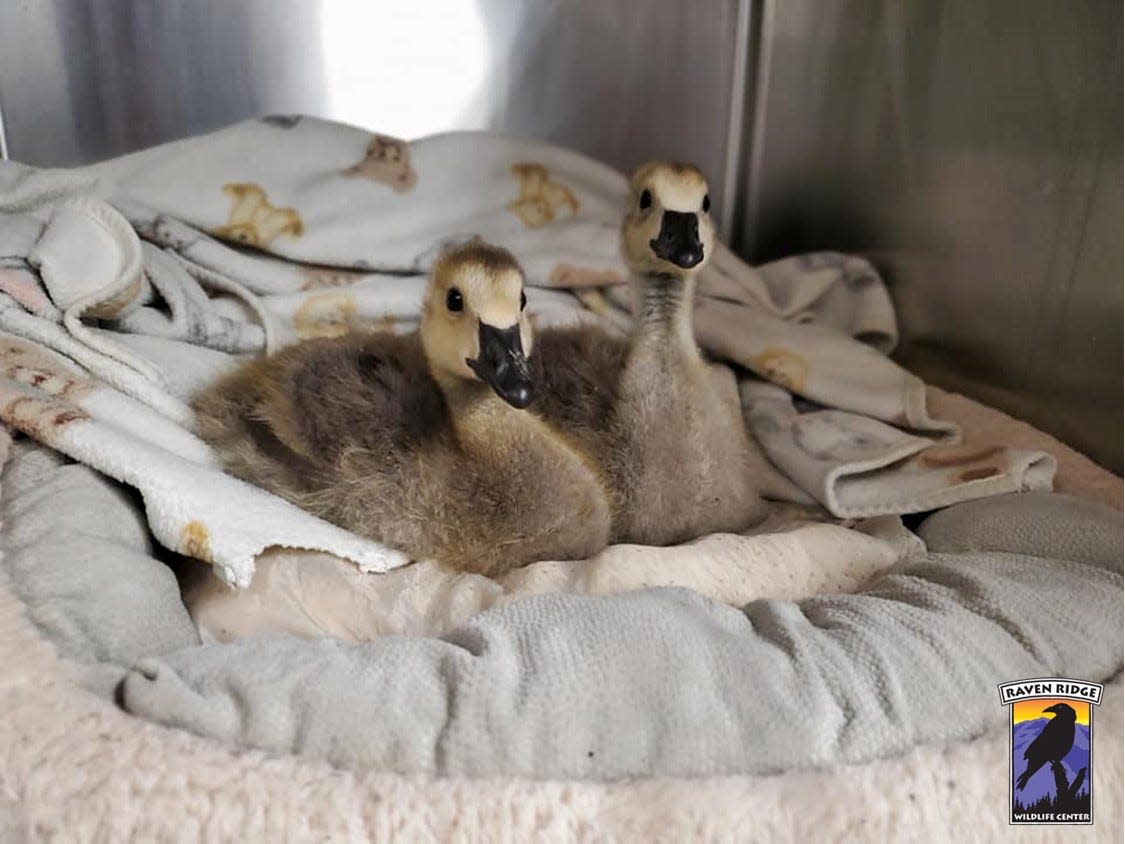 Two goslings suffered injuries after a vehicle struck an entire family of Canada geese along East Market Street in Springettsbury Township. Two adults and five babies died at the scene. One of the injured goslings died Sunday at a rehabilitation center.