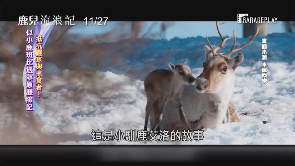 紀錄片「農場我的家」  極地冒險 動物視角看世界