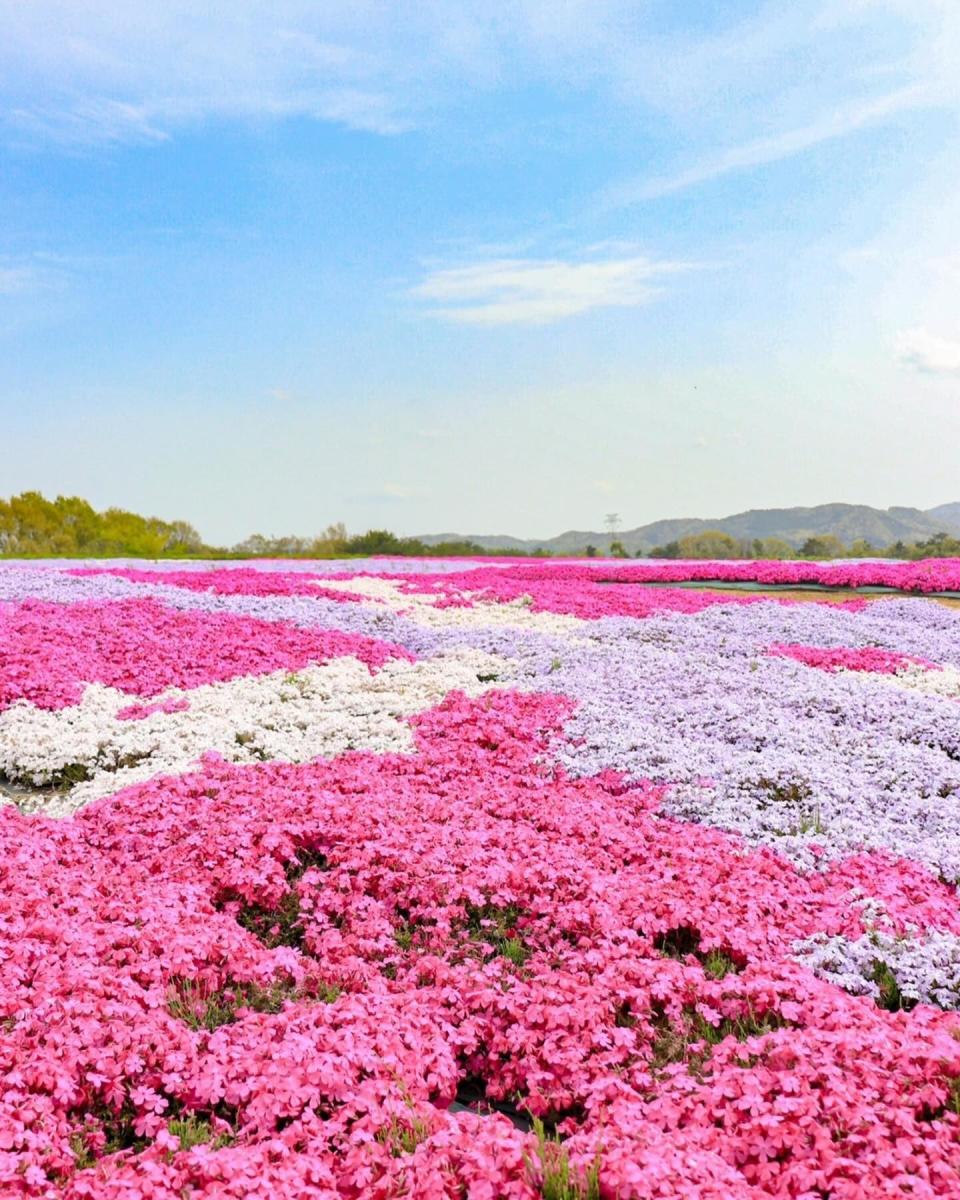 日本旅遊｜廣島世羅高原春季花祭開催！超搶眼鬱金香彩虹花田/100萬朵粉蝶花海/玫瑰花祭