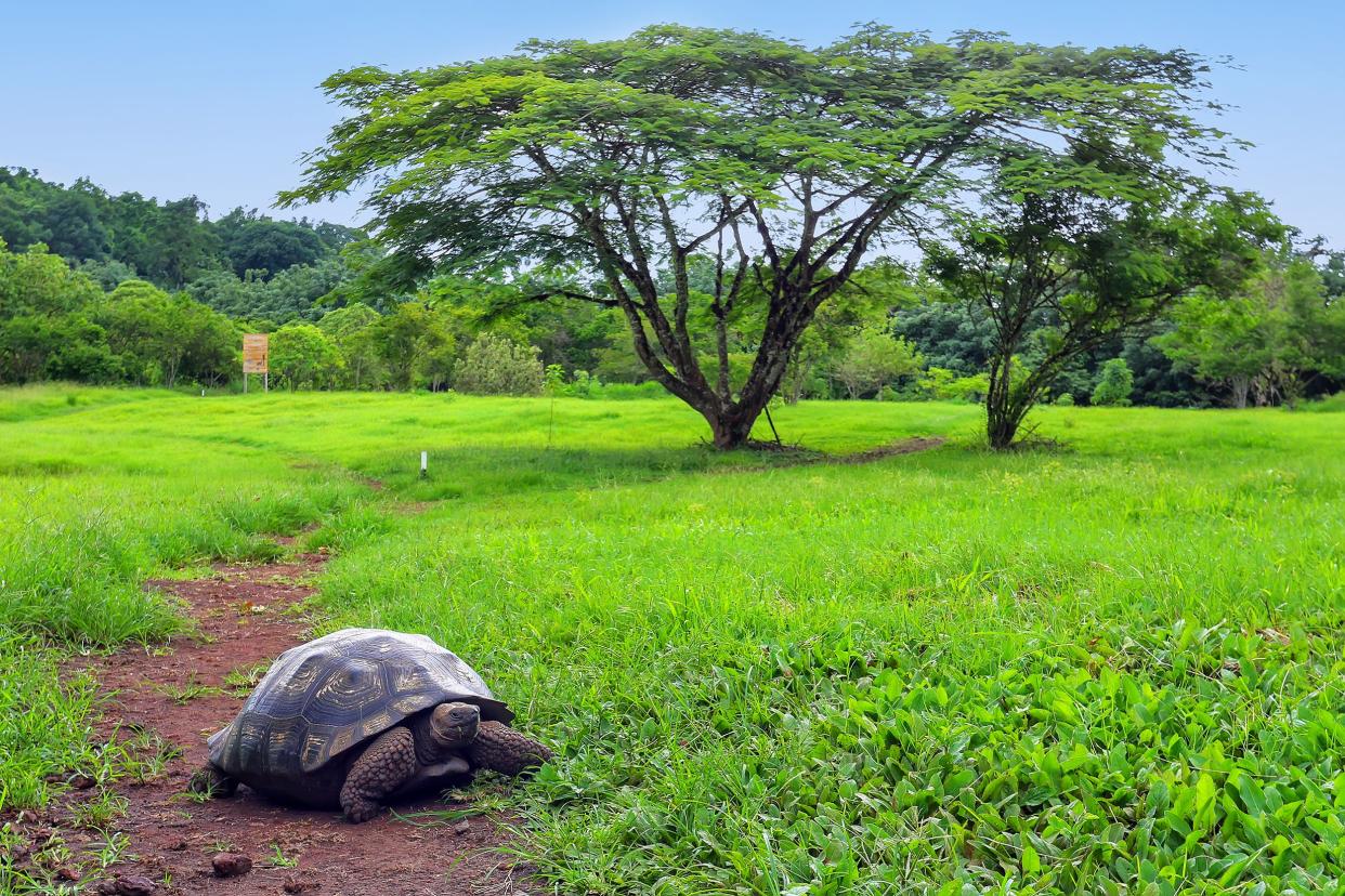 Galapagos giant tortoise on Santa Cruz Island, Galapagos