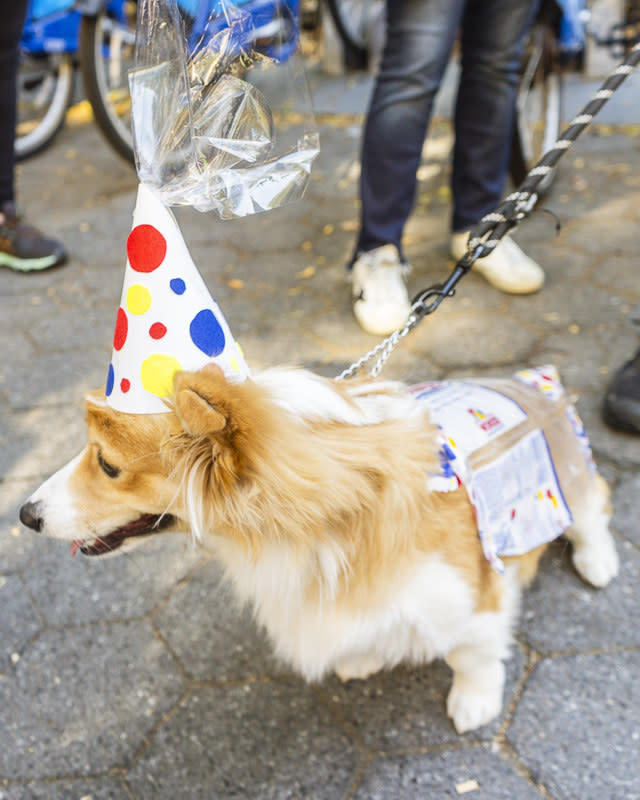 a dog dressed as wonder bread