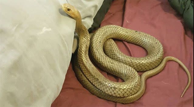 The brown snake was under the covers when the snake catcher arrived. Source: Snake Catcher Brisbane, Logan & Redlands - Elite Snake Catching Services/ Facebook