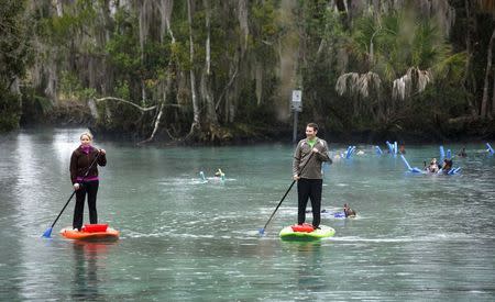 Stand up paddle boarders make there way across the waters of the Three Sisters Springs in Crystal River, Florida January 15, 2015. REUTERS/Scott Audette