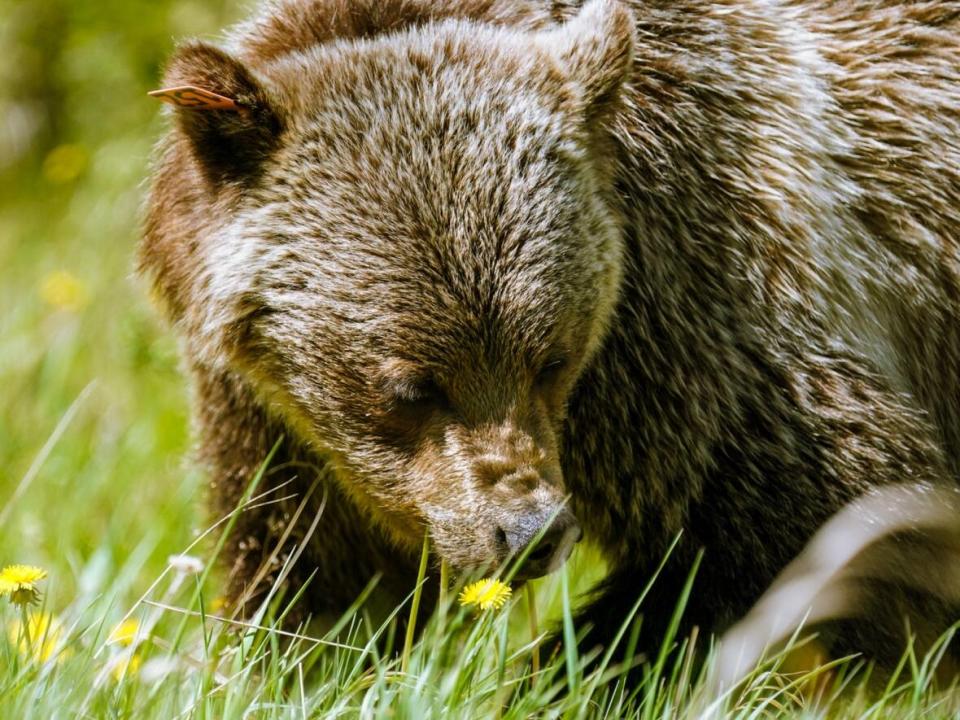 B.C.'s Conservation Officer Service says a six-year-old female grizzly bear was found shot and killed near Fernie, B.C., on Sunday evening. (David Gray/CBC - image credit)