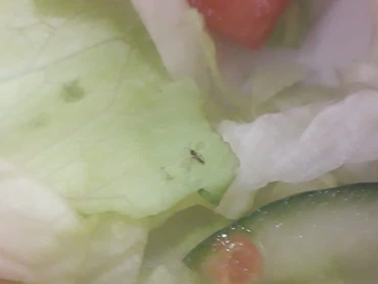 Asylum seekers later shared an image of a small fly they say was in a meal served at the Penally camp.