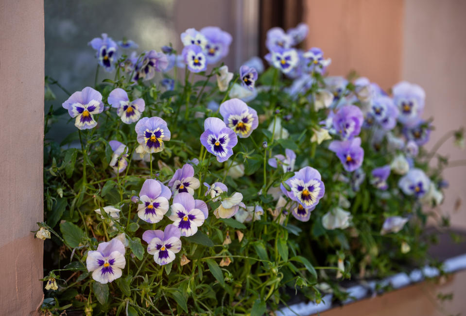 Pansies in window box