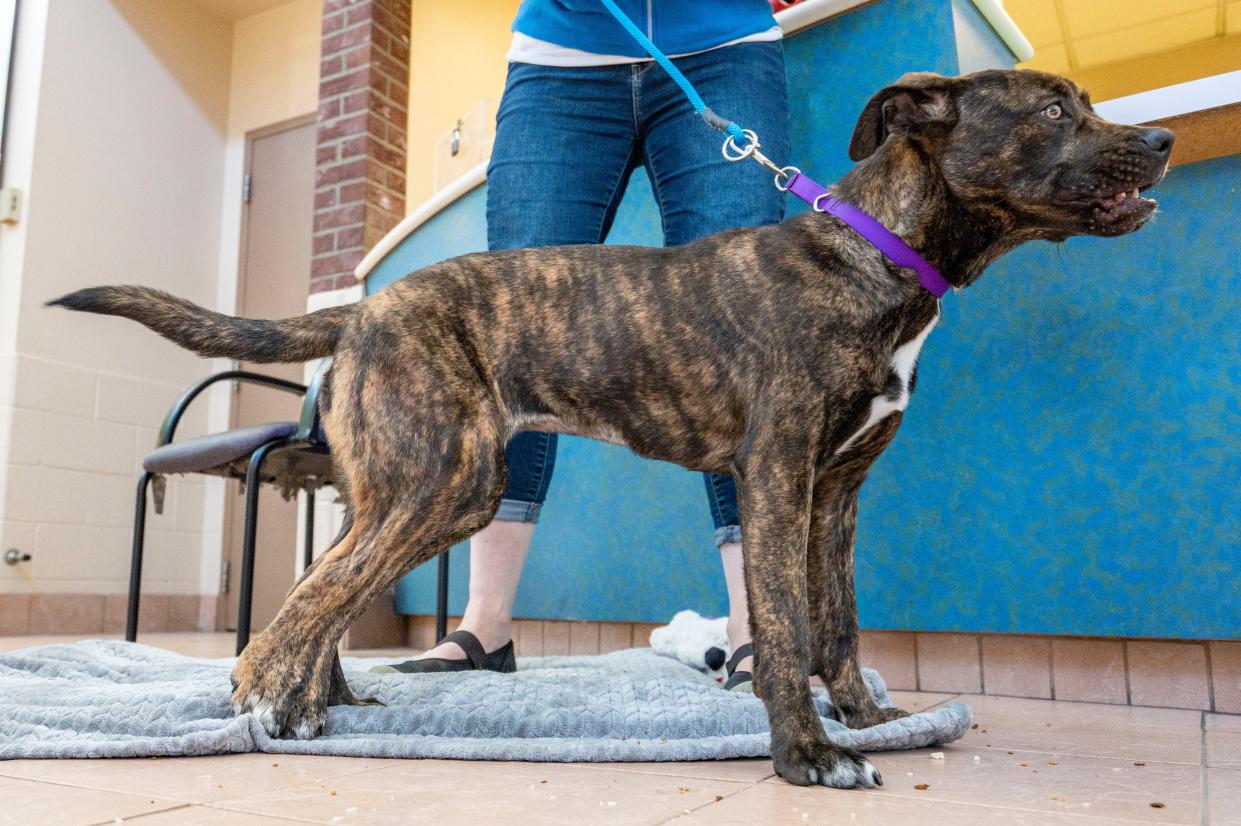 Bella poses for the camera on April 25, 2024, in Milwaukee, Wisconsin. Bella has been diagnosed with an exceptionally rare medical condition called dimelia, is a congenital anomaly characterized by duplication of bones, meaning Bella has five legs instead of four.