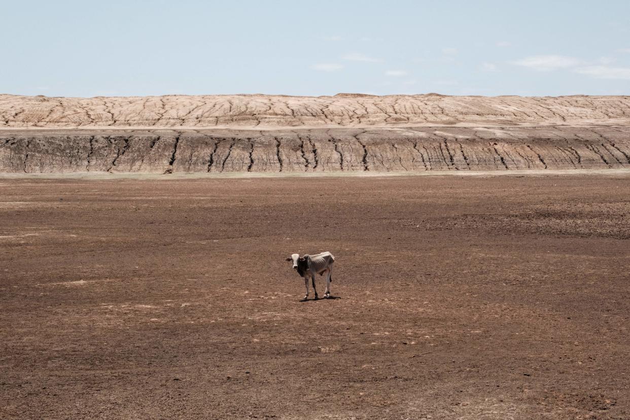 An emaciated cow stands at the bottom of the water pan, with caked earth slopes rising behind that has been dried up for 4 months in Iresteno, a bordering town with Ethiopia, on September 1, 2022. (Yasuyoshi Chiba/AFP via Getty Images)
