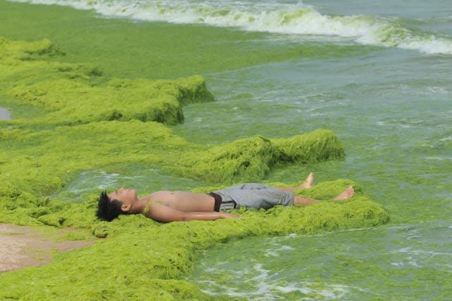 Chinese beach covered in blanket of green algae