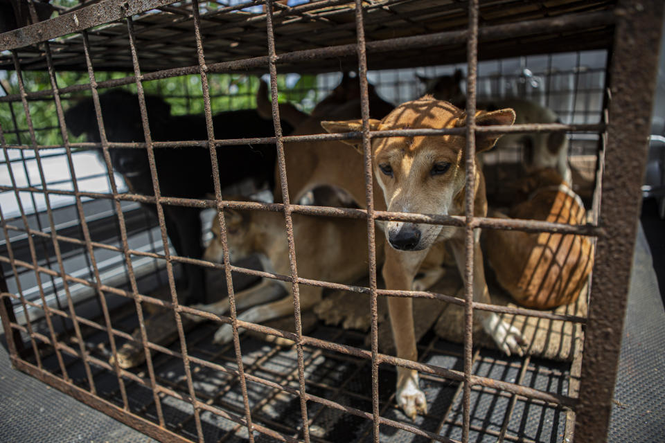 Dogs are seen inside a cage from a slaughter house in Tomohon, North Sulawesi, Indonesia, Friday, July 21, 2023. Authorities on Friday announced the end of the "brutally cruel" dog and cat meat slaughter at a notorious animal market on the Indonesian island of Sulawesi following a years-long campaign by local activists and world celebrities. (AP Photo/Mohammad Taufan)