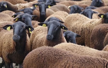 Velay black sheep are gathered in Paris during a demonstration of shepherds against the protection of wolves in France November 27, 2014. REUTERS/Jacky Naegelen