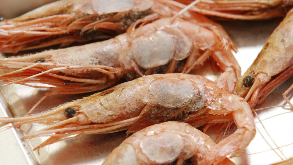 Shrimp are lined up to be examined at the University of Maine.&nbsp; (Photo: Michael Caravella/HuffPost)